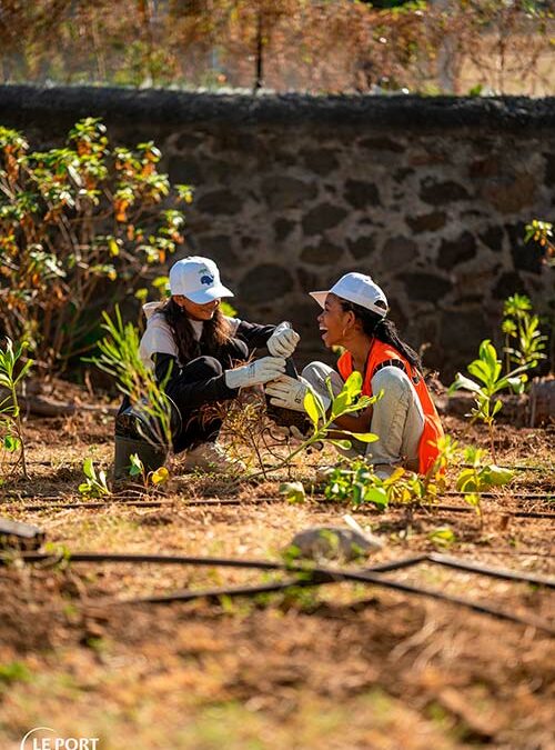 1200 plants pour verdir les jardins des Maisons des Ingénieurs